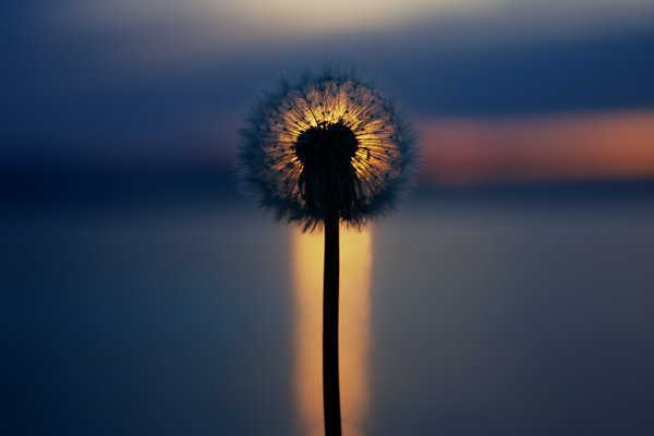 Dandelion Sunset