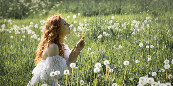 Dandelions