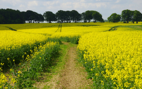 field of gold