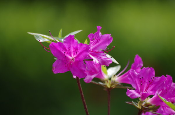 Flowers in the Abbey