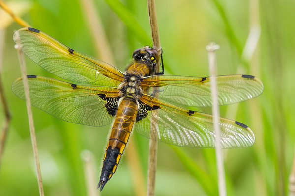 Four Spotted Chaser