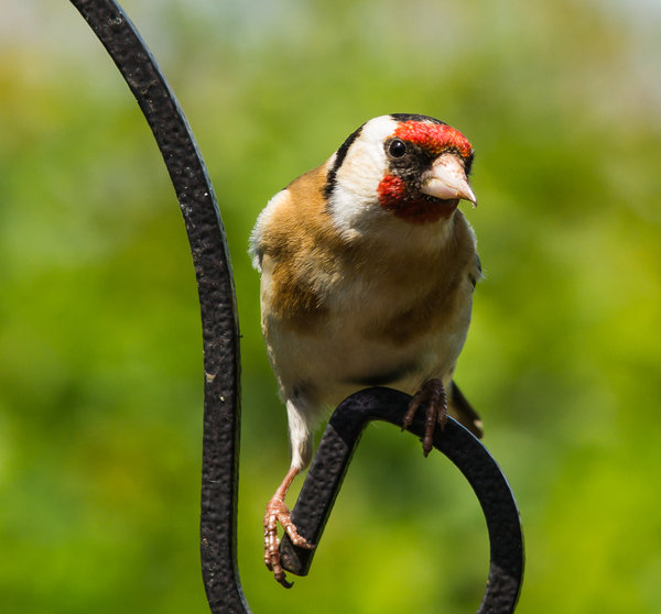 Goldfinch