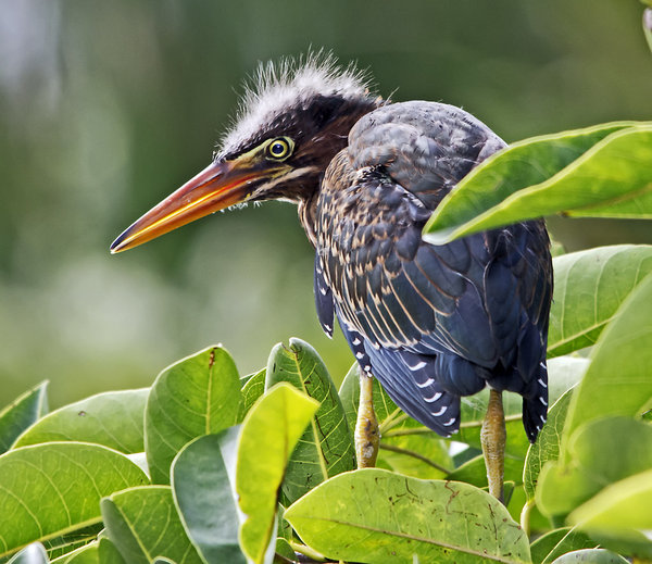 Juvinile Green Heron