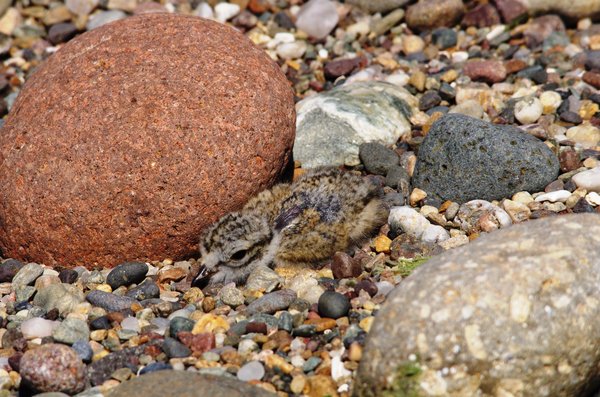 LITTLE RINGED PLOVER CHICK