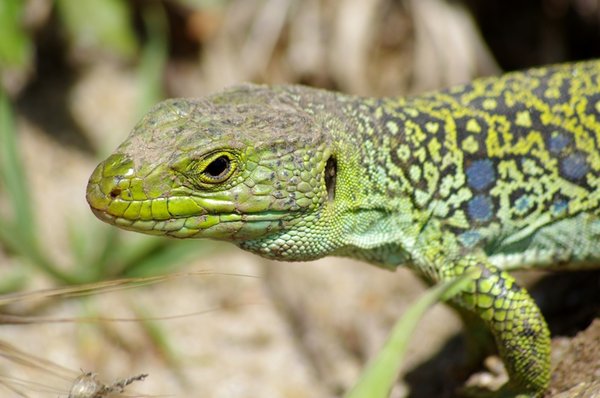 Lizard