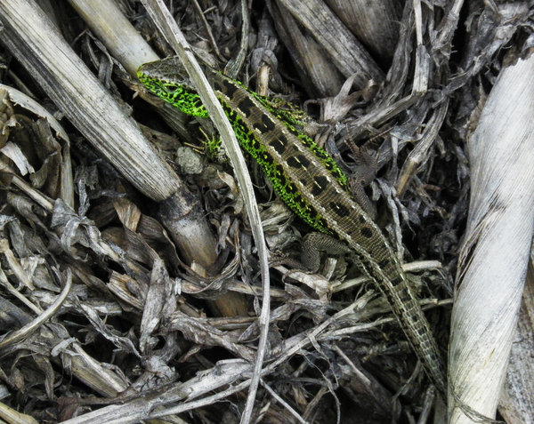 lizzard