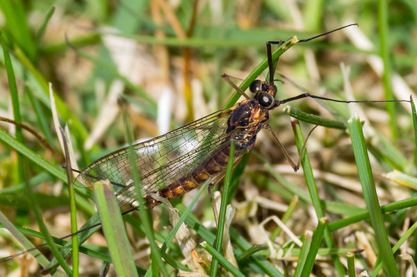 Mayfly