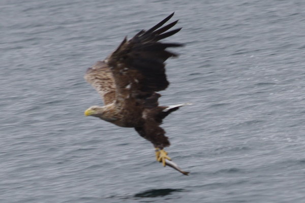 mull eagle 4