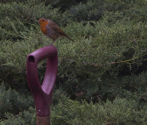 My Friend Robin