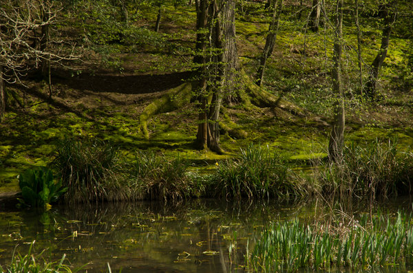 natural landscape - woodland