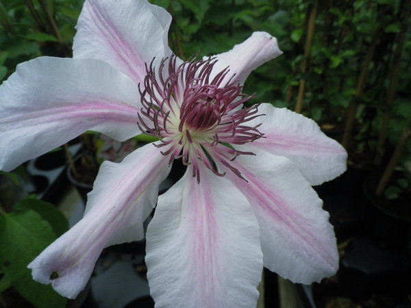 Nelly Moser Clematis