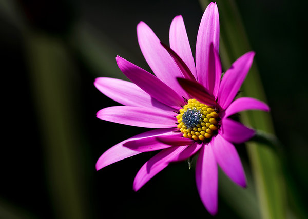 Osteospermum