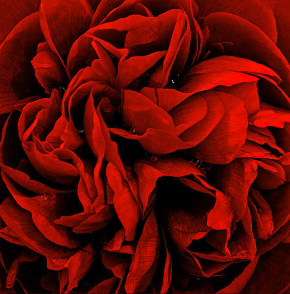 Paeony with raindrops