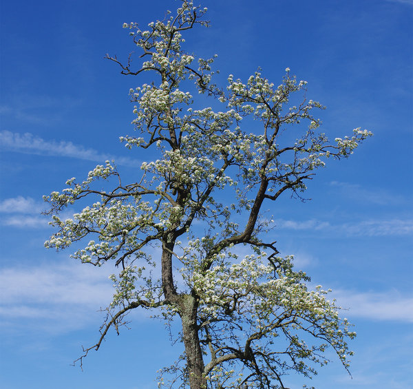Pear blossom
