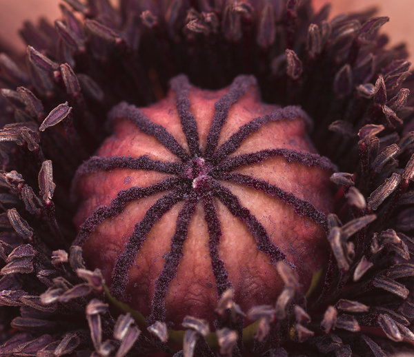 Poppy centre