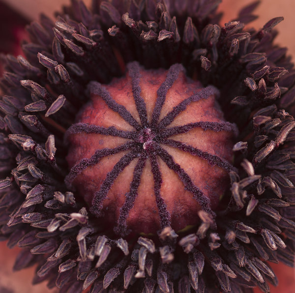 Poppy centre