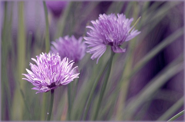 Purple and green