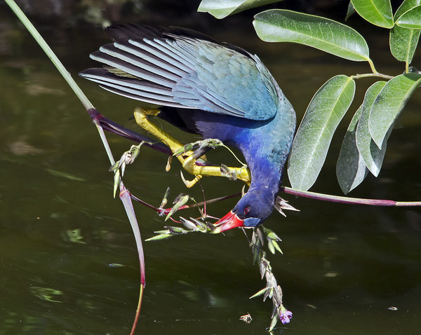 Purple Gallinule