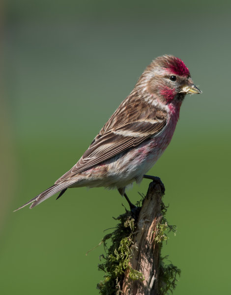 Redpoll