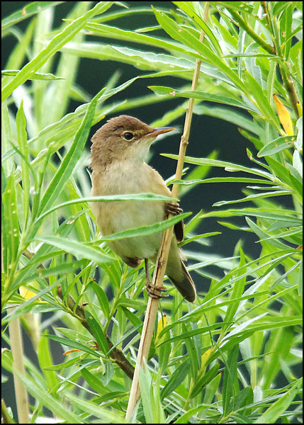Reed Warbler II