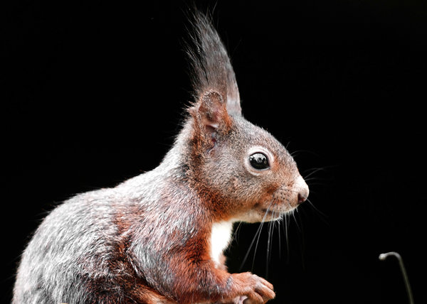 Squirrel