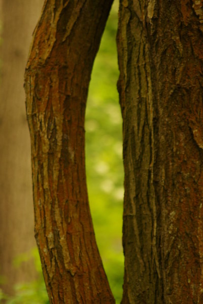 Strange Tree