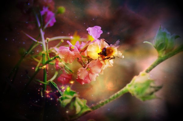 Summer nectar