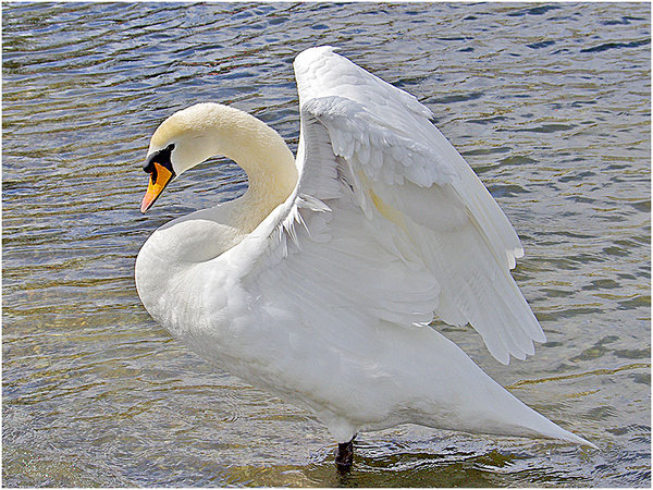 Swan