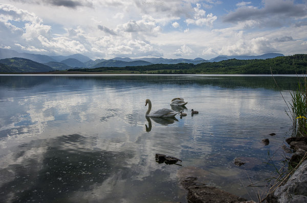 The Swan Family