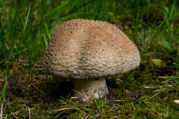 Toadstall
