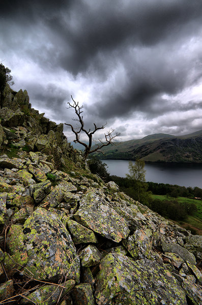 Tree on scree