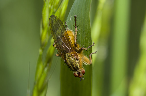 Yellow Dung Fly