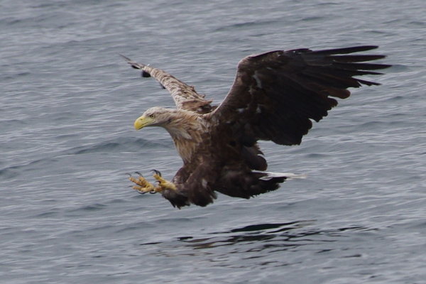 white tailled eagle