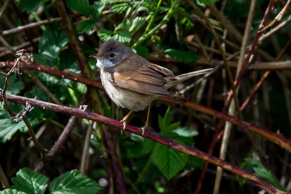 Whitethroat