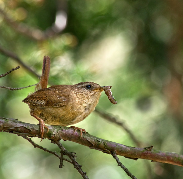 Wren & Grub