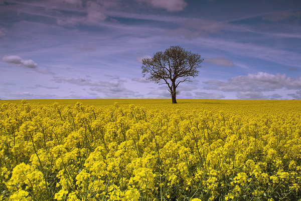 Yellow Fields