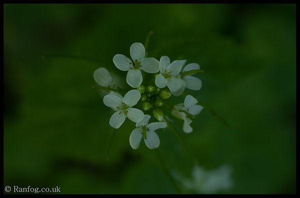Yet Another Flower Shot