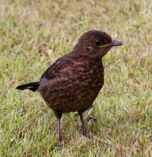 Young bird 2