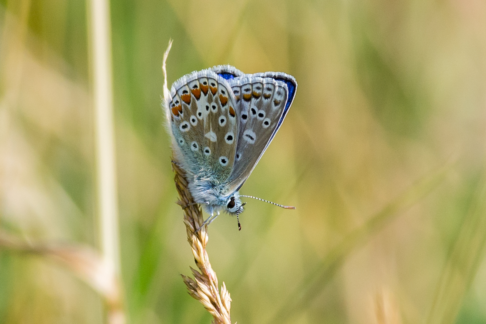 Common Blue