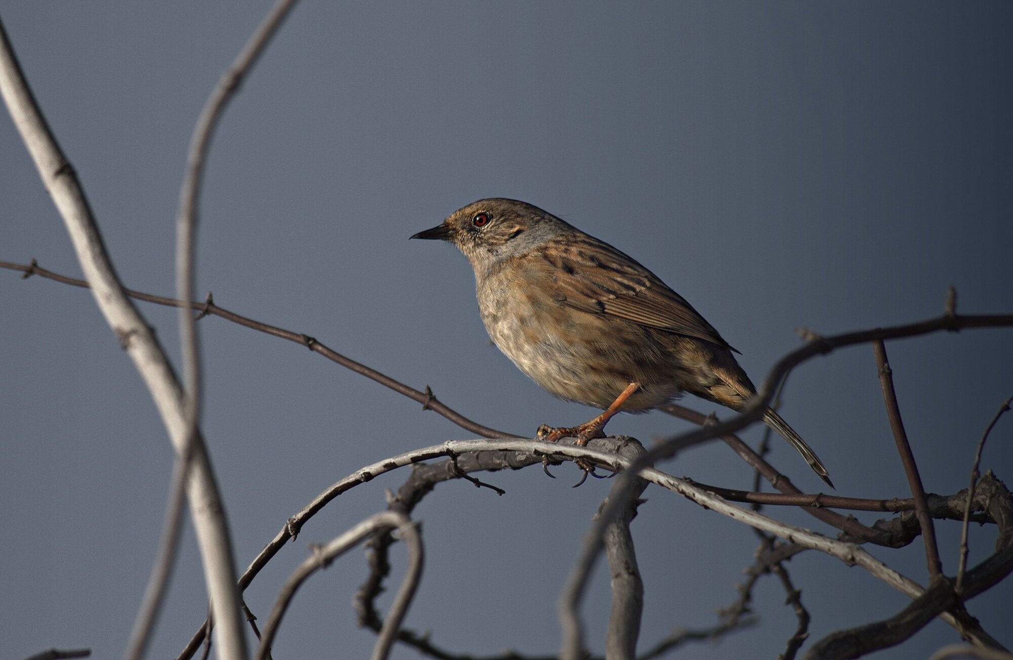 Dunnock