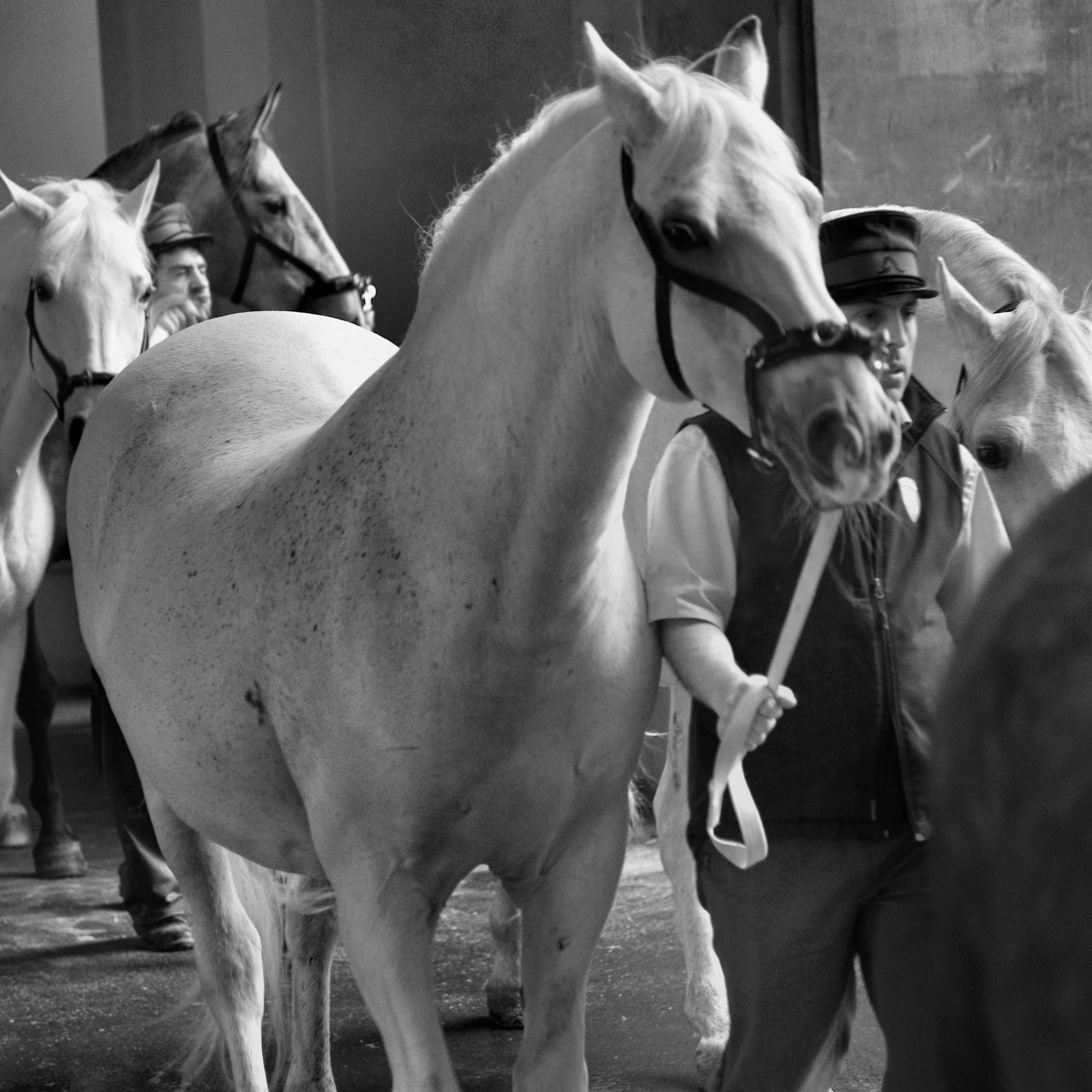 Viennese Lipizzaner's