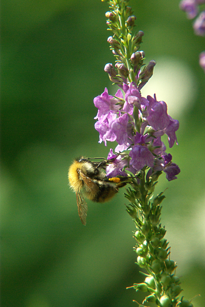 Bee in my garden