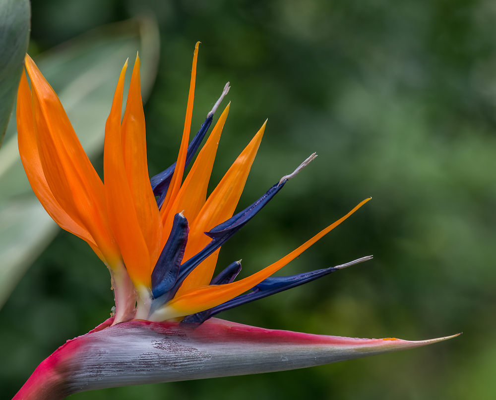 Bird of paradise