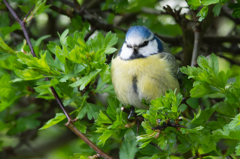 Blue Tit