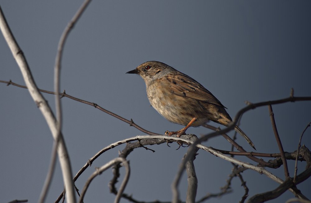 Dunnock