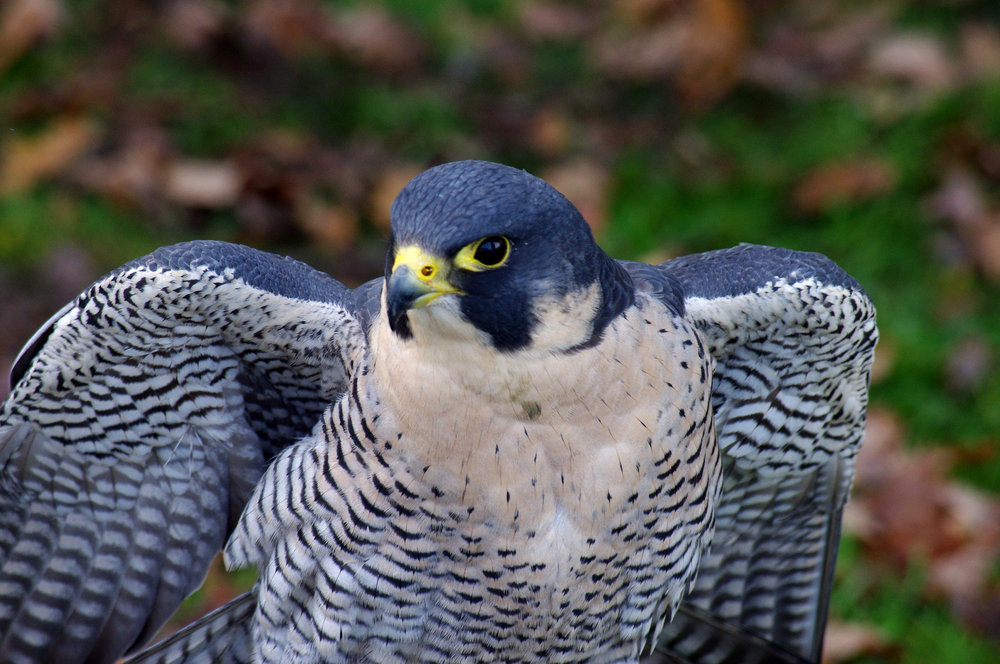 Peregrine Falcon