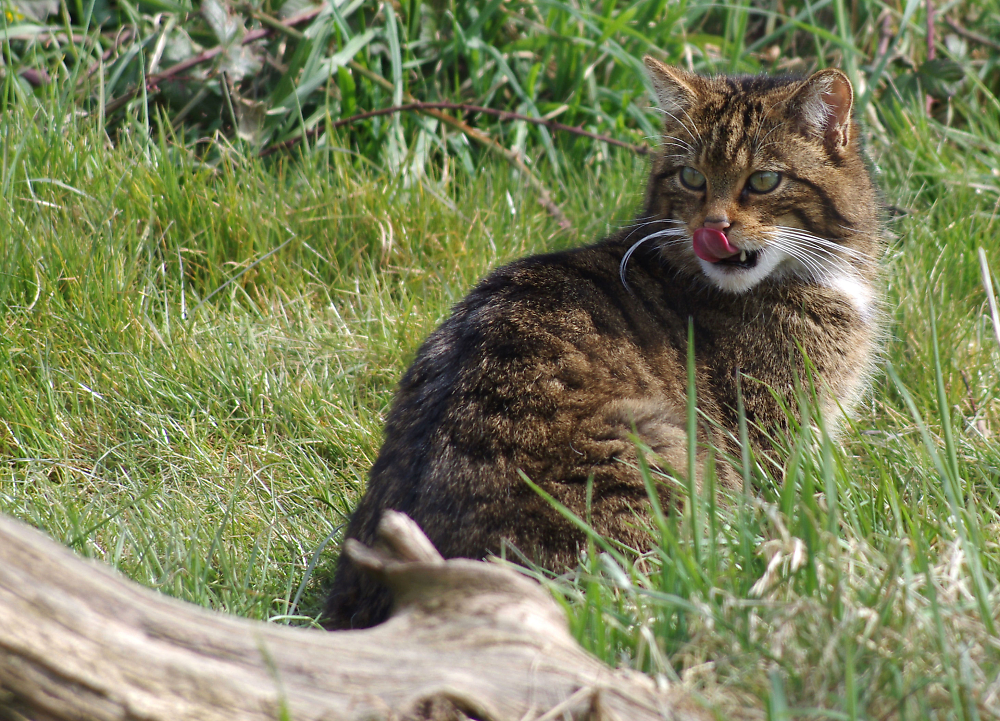 Scottish Wildcat