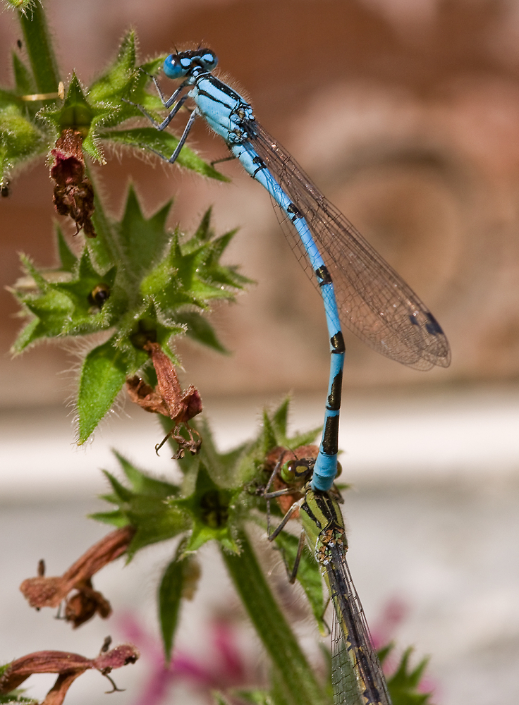 Sex in the Garden
