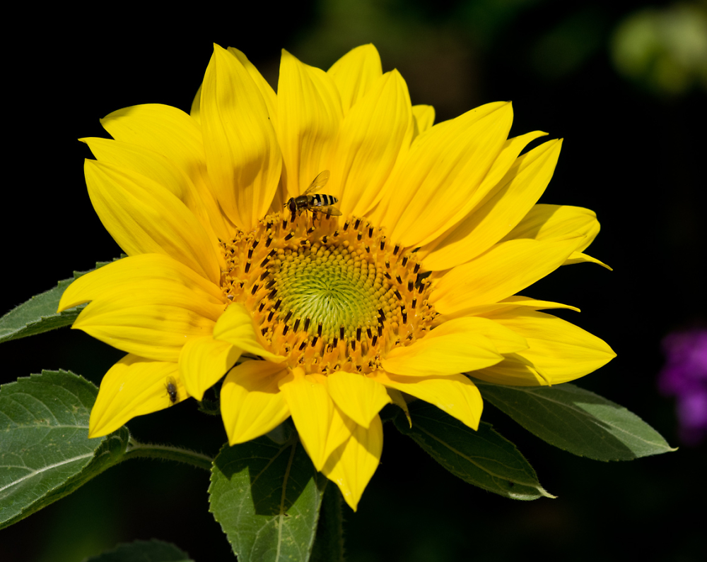 Sunflower Sigma
