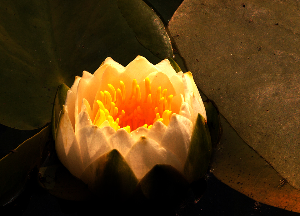 Waterlily